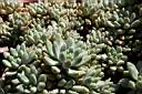 SEDUM PACHYPHYLLUM.jpg